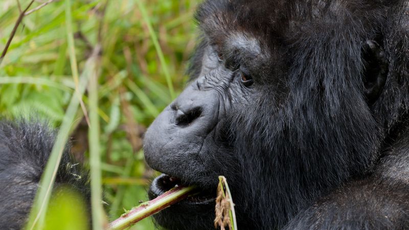 Skupinu goril vede vůdčí samec, silverback – to díky stříbrným chlupům na zádech.
