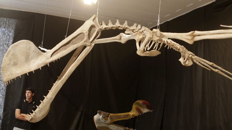 Model kostry pterosaura Tropeognathus mesembrinus