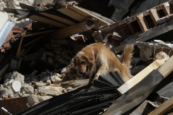 Pes prohledává sutiny po zemětřesení ve městě Aquila.