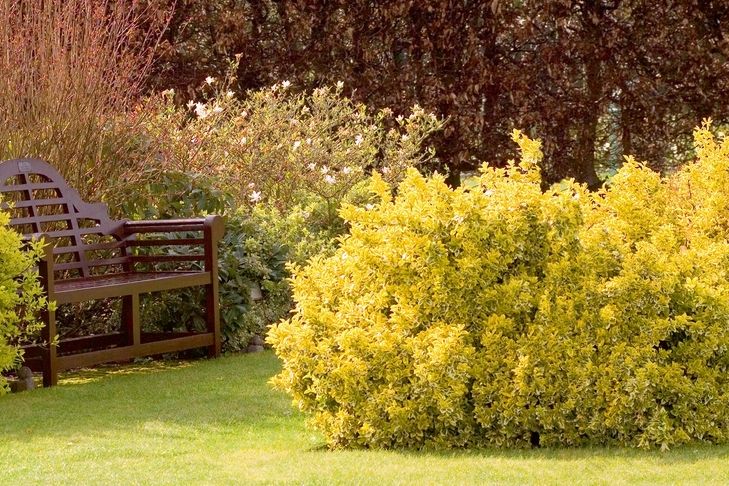 Zářivější než zimní slunce. Zlatě panašovaný brslen (Euonymus fortunei) Emerald ’n’ Gold láká navzdory počasí k posezení na lavičce. 