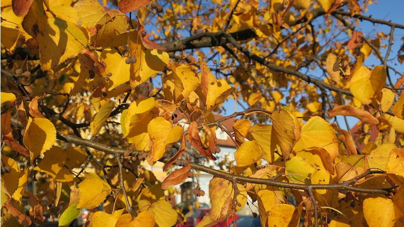 Lípa je naším národním stromem. Na podzim se její listy barví úplně dozlatova.