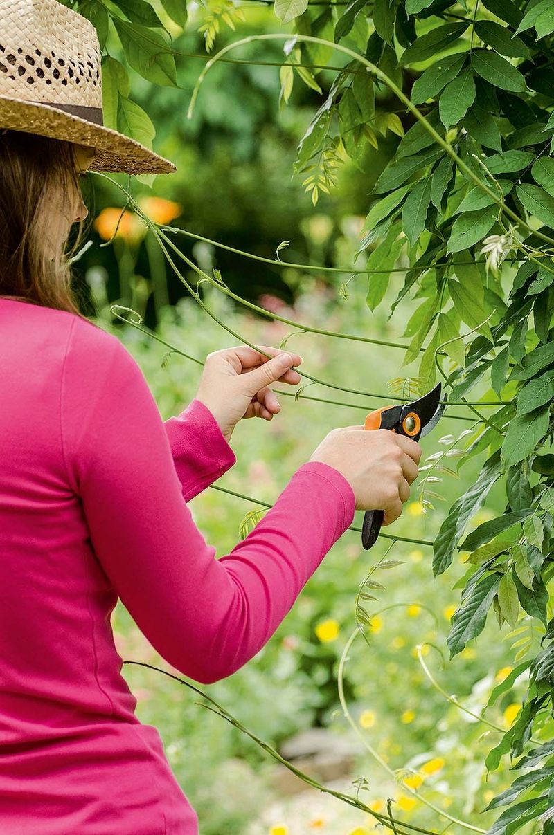 Když jdete do zahrady, vezměte s sebou nůžky. Vždycky se najde něco, co je lépe udělat hned.