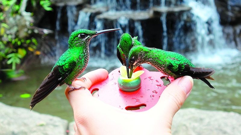 Kostarika je jednou z nejvyhlášenějších lokalit na pozorování ptáků - třeba kolibříků. 