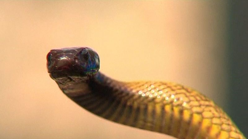 Nejjedovatější had na světě uštkl chovatele z Teplicka, ten bojuje o život