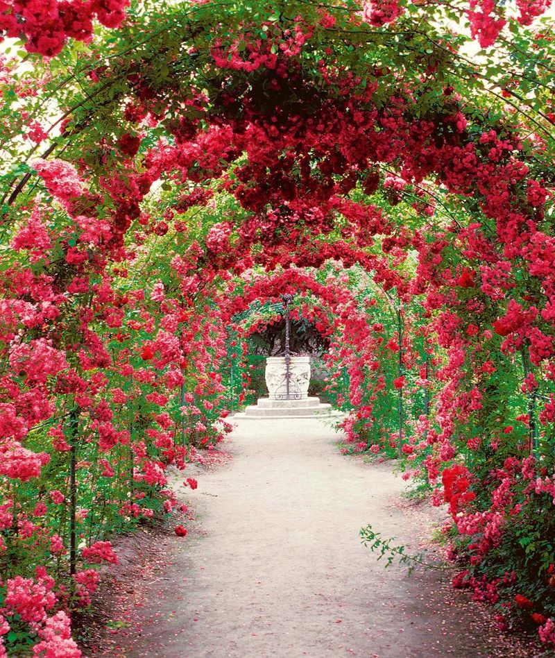 K dokonalé romantické růžové zahradě nám pomůžou loubí. K dostání rozměry 2,4×1,6 m, hloubka 37 cm, 249 Kč. 