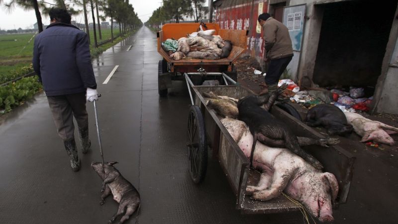 Zaměstnanci odvážejí mrtvá prasata do kafilerie