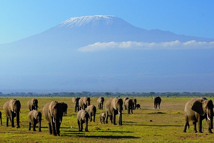 Majestátní sloni a za nimi zasněžená špička. To je neuvěřitelné Kilimandžáro. 