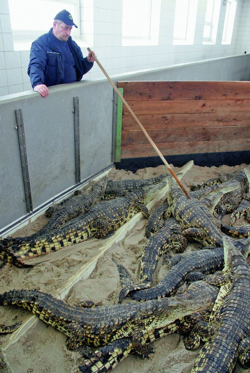  O porážce krokodýlů ve Velkém Karlově se začalo uvažovat poté, co se nekontrolovaně namnožili.