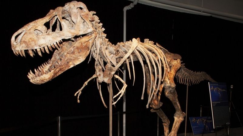 Kostra Tyranosaura, kterou paleontolog Eric Prokopi propašoval do USA