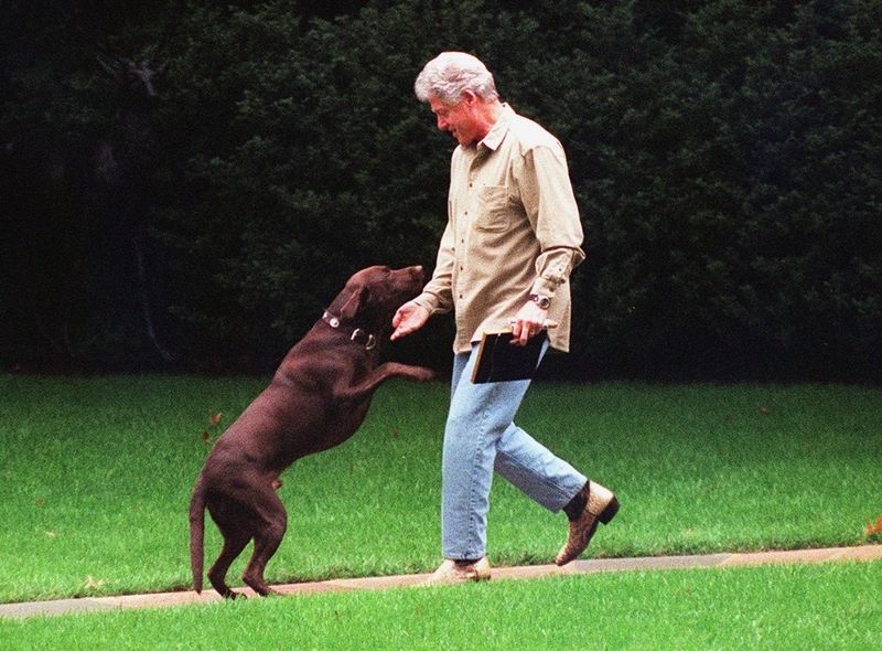 Americký exprezident Bill Clinton si pořídil čokoládového labradora Buddyho