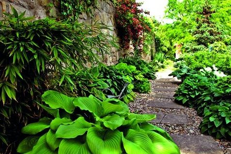 V zastíněných partiích zahrad a u zdí se vám odmění rozmanitou krásou zeleně hosty.