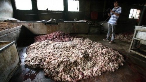 Čínský novinář fotograguje dílny, kde se vyráběl stolní olej ze zvířecích vnitřností a zkaženého masa
