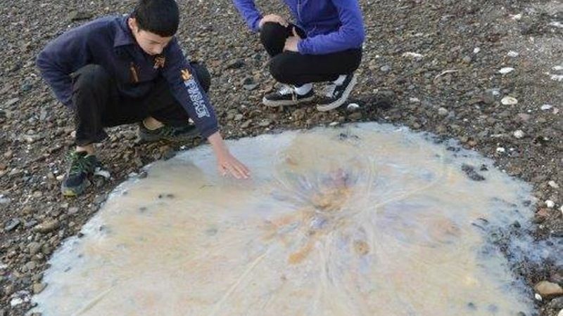 Takto medúza vypadala po vyplavení na pláž v Tasmánii