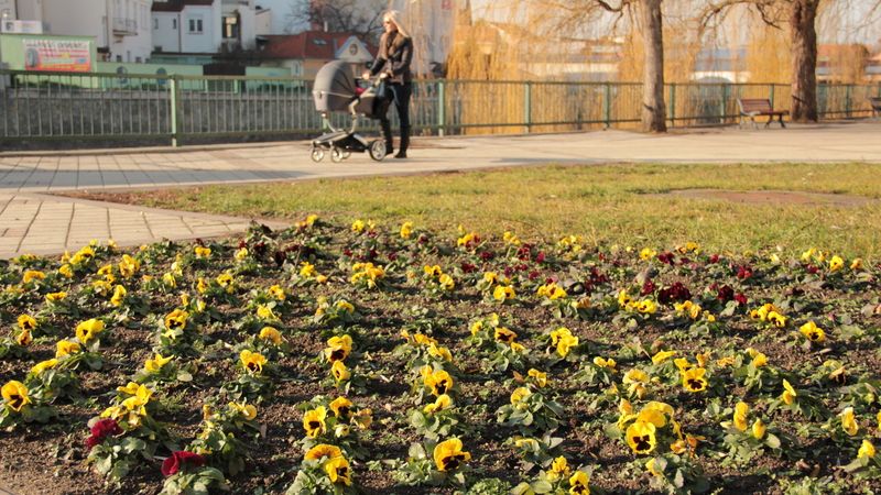 Kvetoucí macešky v centru Břeclavi rozhodně nejsou v lednu obvyklé. 