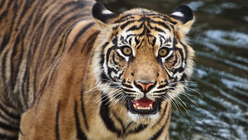 Tygr sumaterský. Ilustrační foto