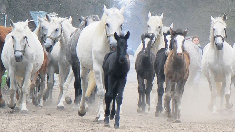 Starokladrubští koně na cestě z pastvin do stájí v národním hřebčíně Kladruby nad Labem