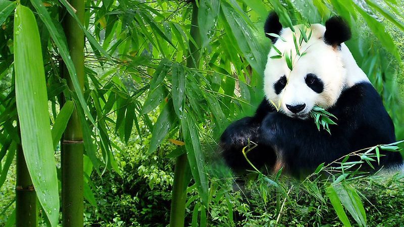 Pandí ráj je mezi větvičkami šťavnatého bambusu