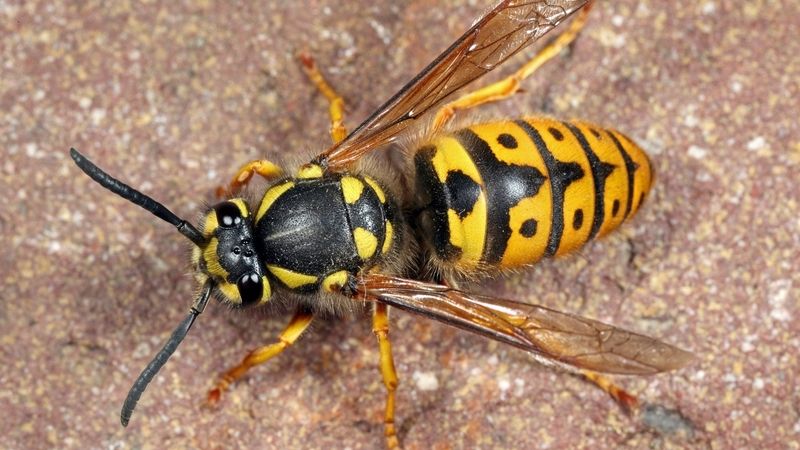 Bodnutím vos, včel a sršňů se do těla člověka dostává jed, který může způsobit anafylaktický šok.