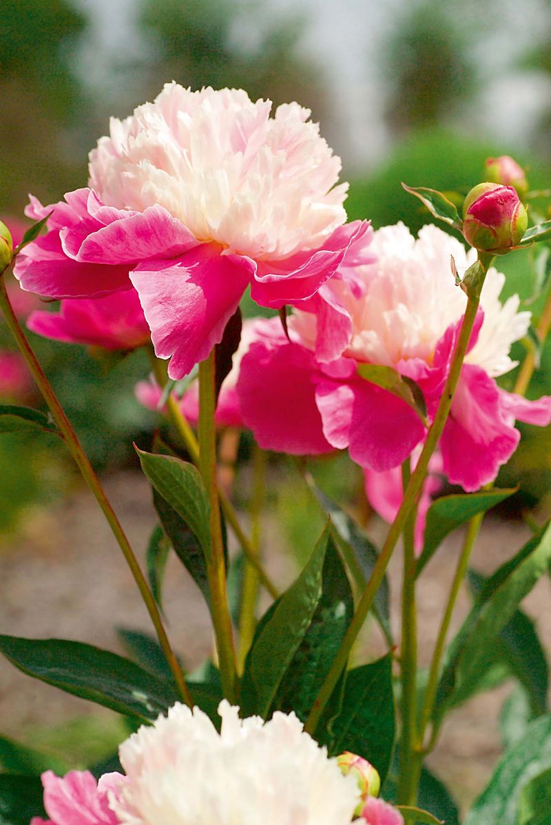 Romantická odrůda Santa Fe má vnější korunní lístky široké a sytě růžové, vnitřní jsou užší a třepenité s krémovými až narůžovělými odlesky. 