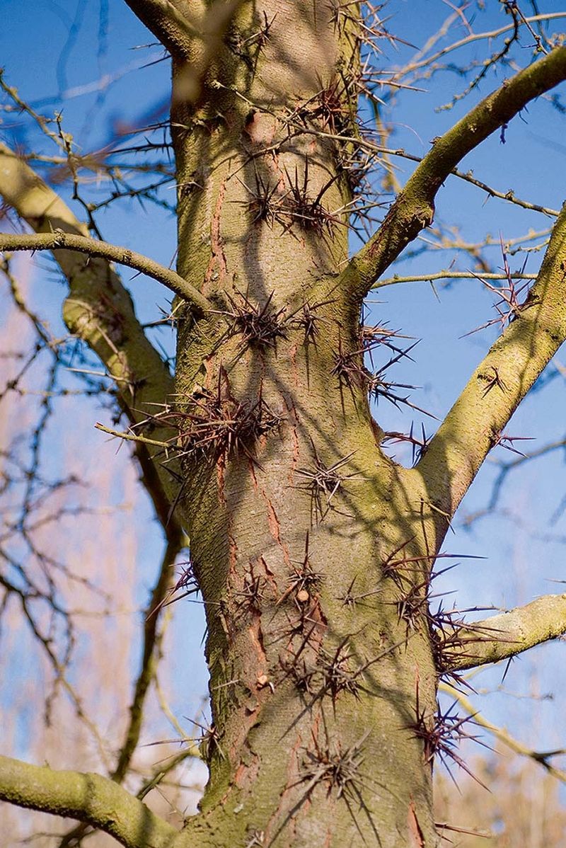 V plné zbroji se předvádí dřezovec trojtrnný (Gleditsia triacanthos), z jehož kmene i větví trčí silné, ostře špičaté trny. 