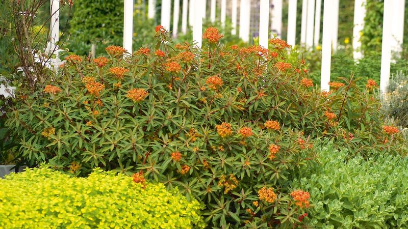 Pryšec (Euphorbia griffithii) ‘Fireglow’ v časném létě předvádí dokonalou souhru sytě zeleného olistění s oranžovým květenstvím. 