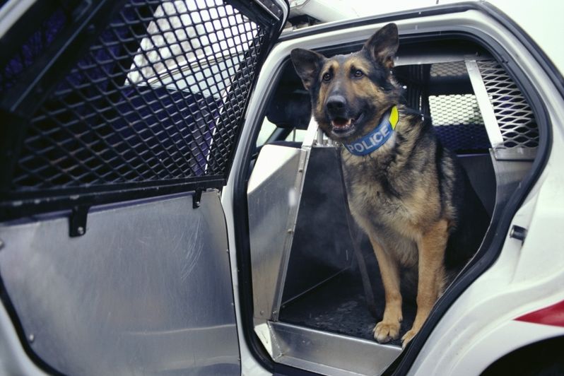 Rodiče dětí si v USA mohou najmout policejního psa, aby hledal v pokoji jejich dítěte drogy. Ilustrační foto