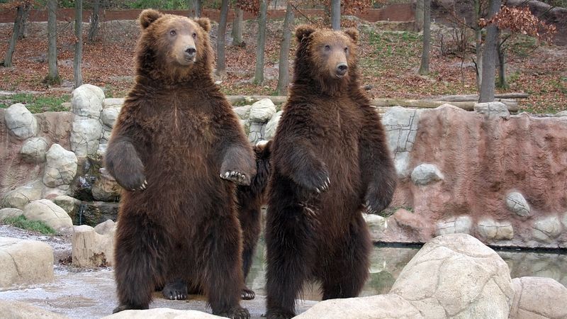 Medvíďata Toby a Kuba (vpravo) se budou z Brna stěhovat na Ukrajinu.