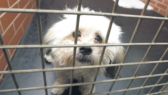 Praha 10 organizuje další sbírku pro opuštění domácí mazlíčky