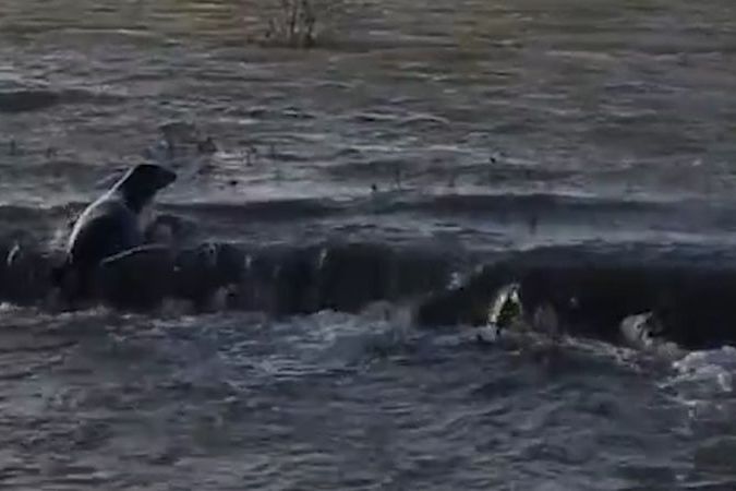 BEZ KOMENTÁŘE: Zmatený tuleň se objevil na řece 80 kilometrů od moře