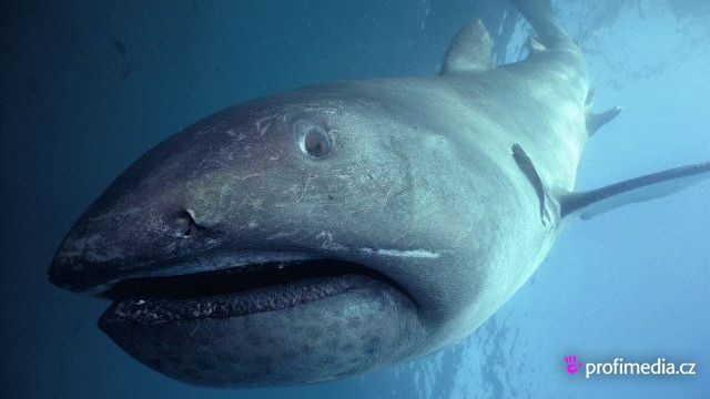 Žralok velkoústý