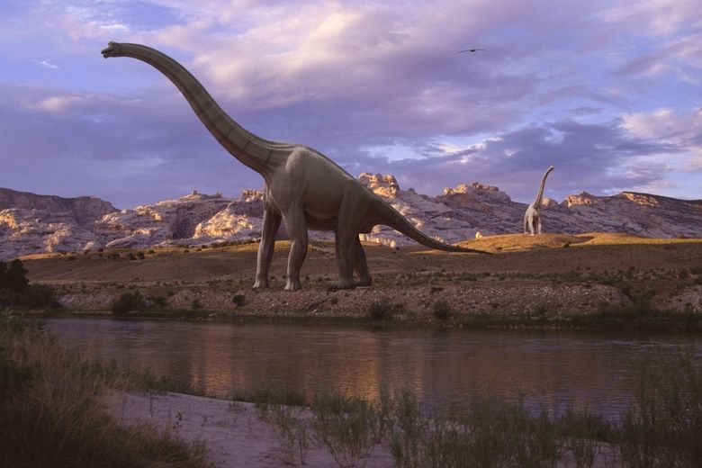 Brachiosaurus měřil na délku kolem 26 metrů a dosáhl do výšky 13 metrů. Dlouhý štíhlý krk se nesl na padesátitunovém těle.
