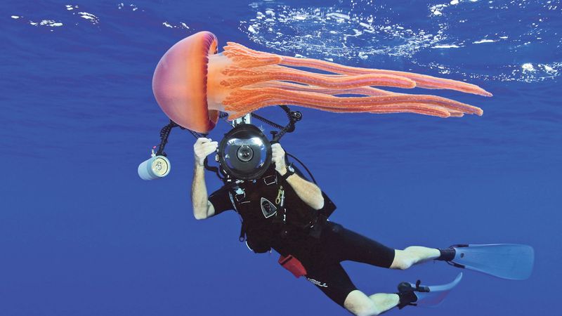 Medúzy Thysanostoma flagellatum, žijící na otevřeném oceánu, běžně dorůstají mnoha desítek centimetrů. 