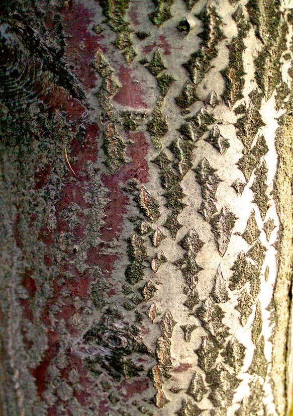 Za bližší prozkoumání stojí i zdánlivě obyčejný jeřáb muk (Sorbus aria). 