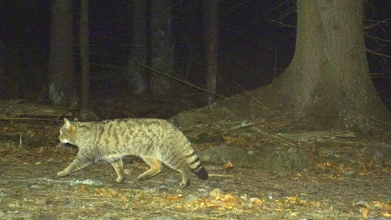 Do Ceska Se Po 60 Letech Vraci Kocka Divoka Zachytily Ji Fotopasti Novinky Cz