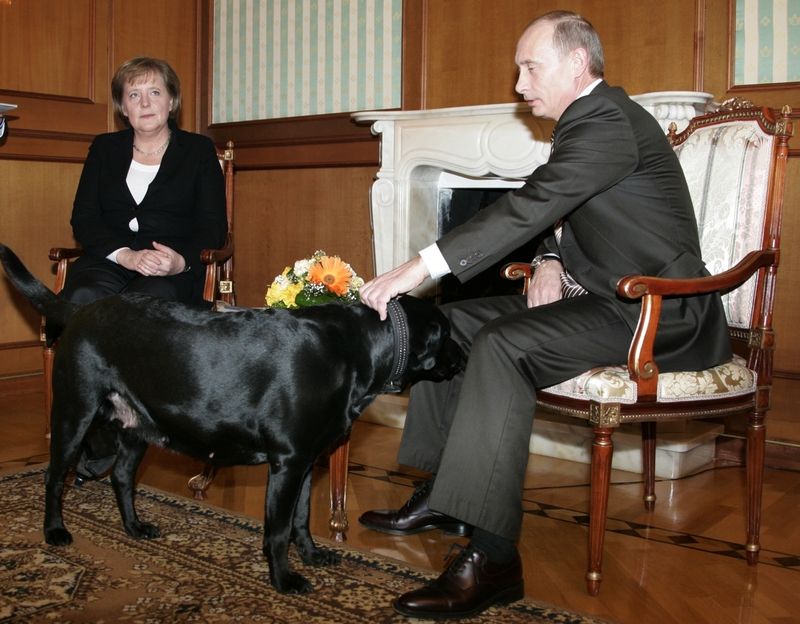 Věrnou kamarádkou ruského prezidenta Vladimira Putina je už deset let černá labradorka Koni. V roce 2007 byla např. Koni Putinovou společnicí při setkání s německou kancléřkou Angelou Merkelovou