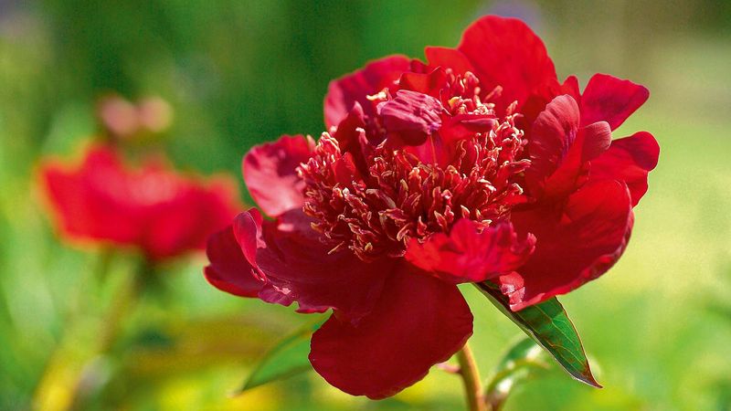 V červnu své sasankovité, rubínově červené květy předvádí P. lactiflora Charm. 