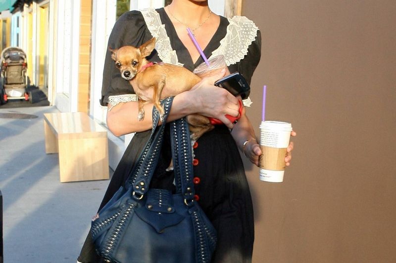 Popularizátorka kapesních psů Paris Hiltonová
