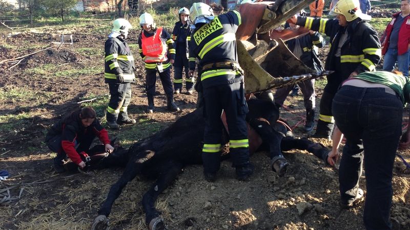 S vyproštěním koně pomohli až hasiči