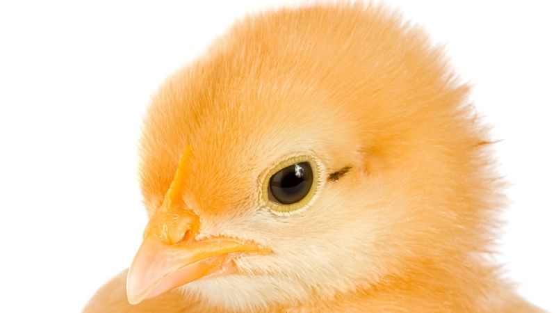 Kuře podivný porod přežilo, slepice bohužel ne. Ilustrační foto
