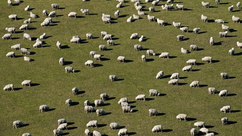 Najít dvě nepravé ovce mezi tisíci dalšími bylo podle policie jako hledání jehly v kupce sena. Ilustrační foto.