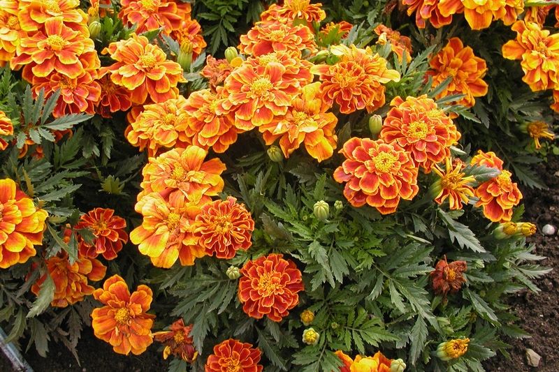 Kultivar Durango Flame. Má mahagonově hnědé květy s oranžovým okrajem. Košaté rostliny jsou 25 až 30 cm vysoké, květní úbory mají pěticentimetrovou velikost. 

