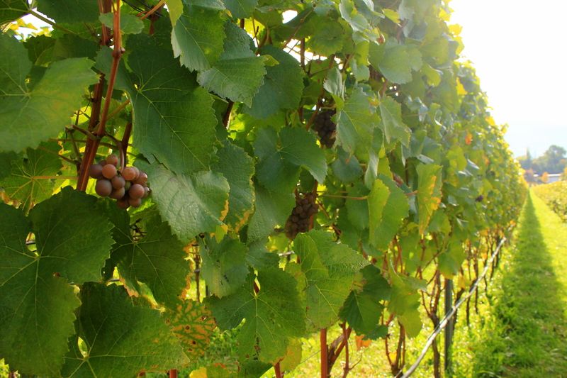 Vinice kolem opatství plodí jedny z nejlepších vinných hroznů v Jižním Tyrolsku.