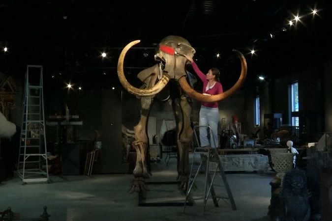 BEZ KOMENTÁŘE: Ve Velké Británii se vydražila kostra mamuta v přepočtu za 6,6 miliónu korun