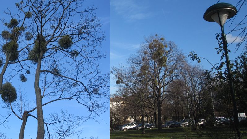 Stromů porostlých jmelím je ve Vídni spousta. Jmelí ale roste v korunách stromů a je nebezpečné pro něj šplhat.