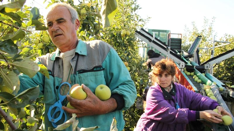 Ovocnáři: Ztráta ze sklizně jablek bude čtvrt miliardy