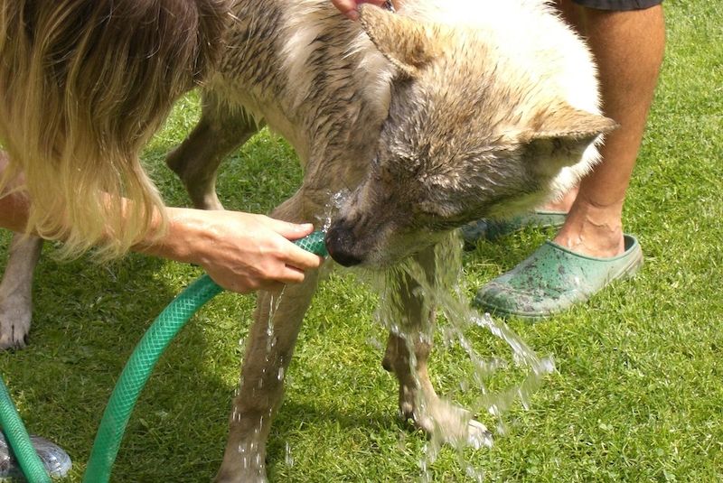Základem péče o psa v horkých dnech je zajistit mu především neustálý přísun vody. Minimálně k pití.