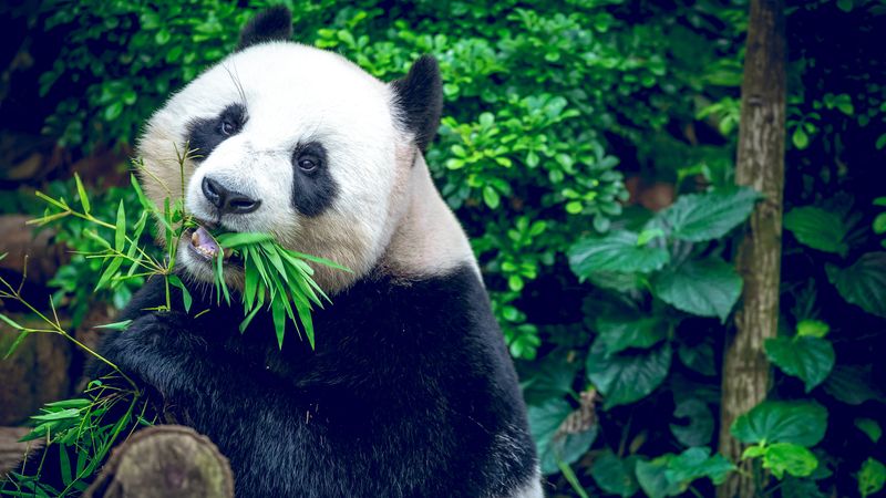 Panda se díky svému roztomilému a nevinnému vzhledu stala symbolem Číny i Světového fondu na ochranu přírody. Oprávněně – jde o ohrožený druh, kterému vůbec nepřispívá narušování jejích typických přírodních lokalit.