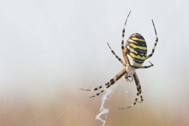 Pavouky je většina lidí ochotna tolerovat venku, v přírodě. Nikoli však doma.