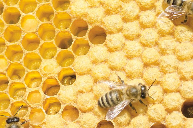 Dokonalé plásty. Voskové buňky vybudované včelami stavitelkami slouží jako kolébky pro larvičky i zásobníky medu a pylu.