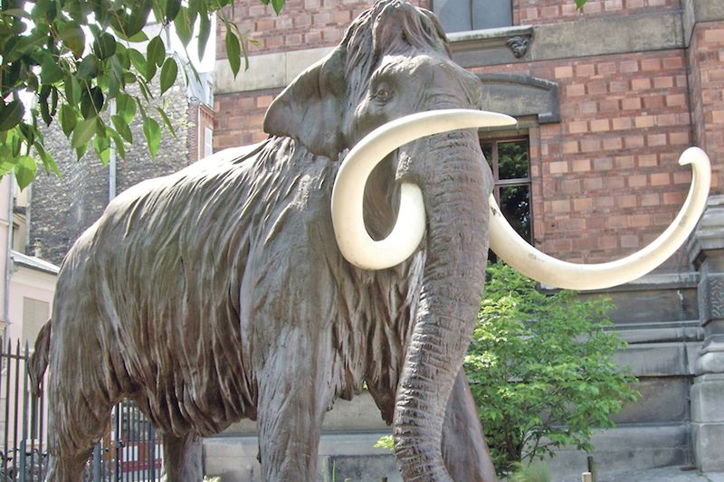 Socha mamuta před Národním přírodovědeckým muzeem v Paříži.